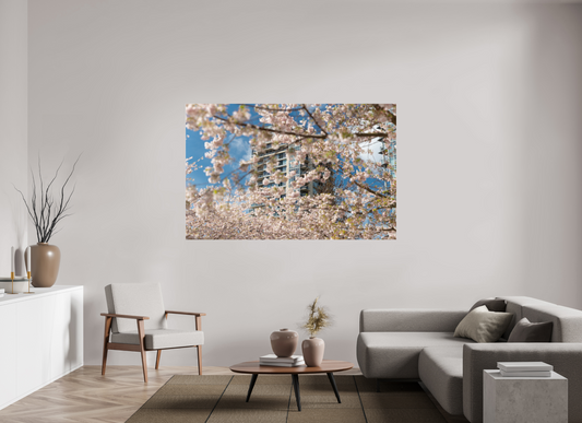 73 x 47″, Fotos Male Cerezo en flor