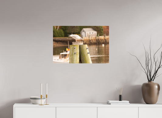 30 x 20″, Fotos Male Pájaro