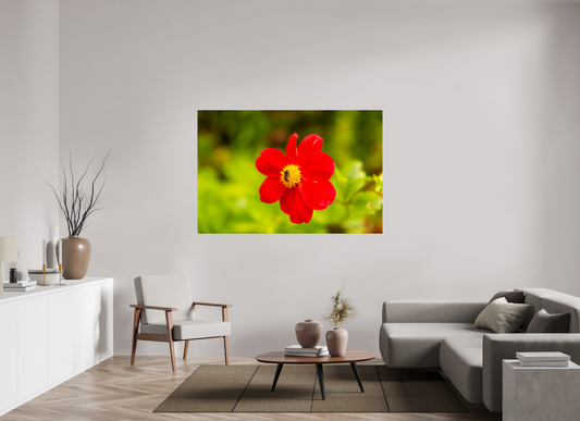 66 x 44″, Fotos Male Dalia