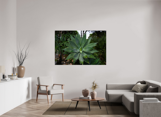 66 x 44″, Fotos Male Aloe Americano