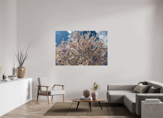 66 x 44″, Fotos Male Cerezo en flor 4