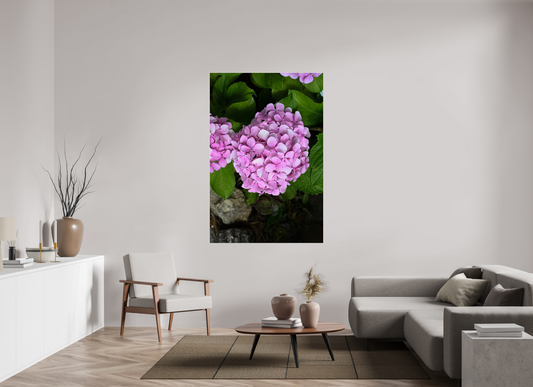 44 x 66″, Fotos Male Hortensia
