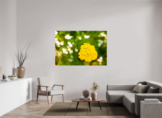 66 x 44″, Fotos Male Milenrama