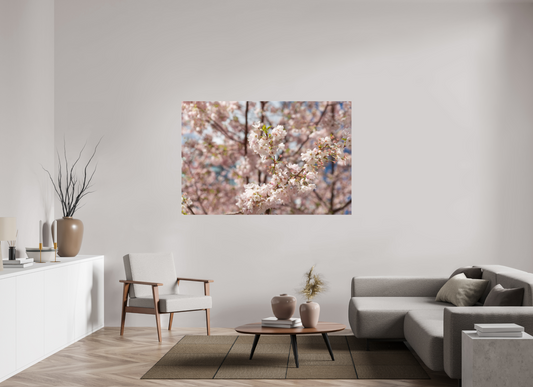 66 x 44″, Fotos Male Cerezo en flor 2