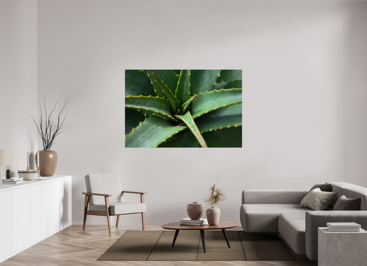 66 x 44″, Fotos Male Aloe Vera 4