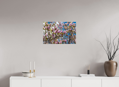24 x 16″, Fotos Male Magnolia 3