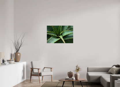 36 x 24″, Fotos Male Aloe Vera 4