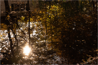 Main image Reflejo arboles 12