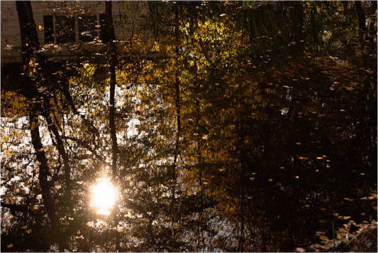 Main image Reflejo arboles 12