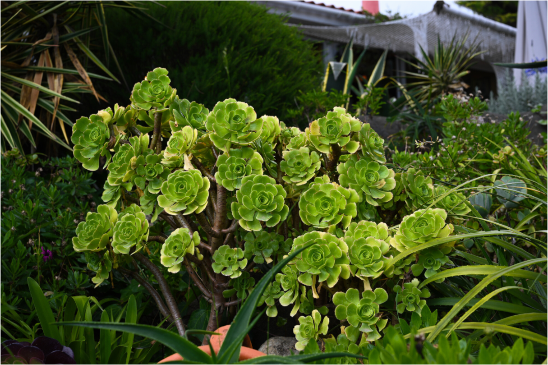 Main image Rosa Arbórea