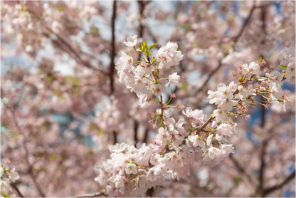 Main image Cerezo en flor 2