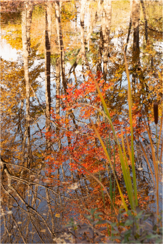 Main image Reflejo arboles 2