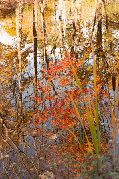 Main image Reflejo arboles 2