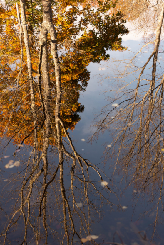 Main image Reflejo arboles 7