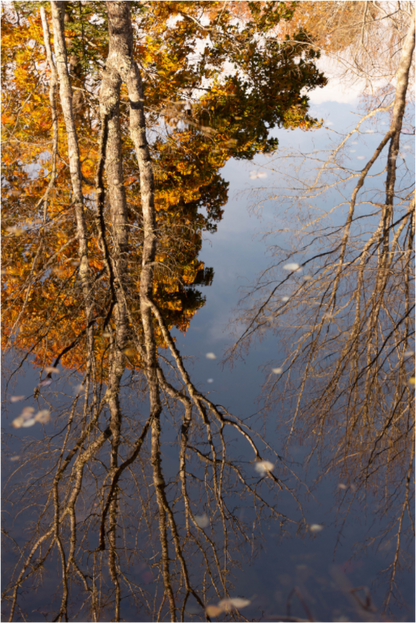 Main image Reflejo arboles 7
