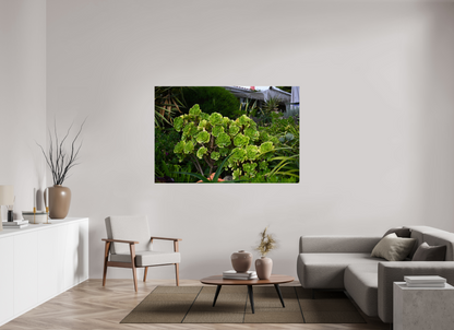 66 x 44″, Fotos Male Rosa Arbórea