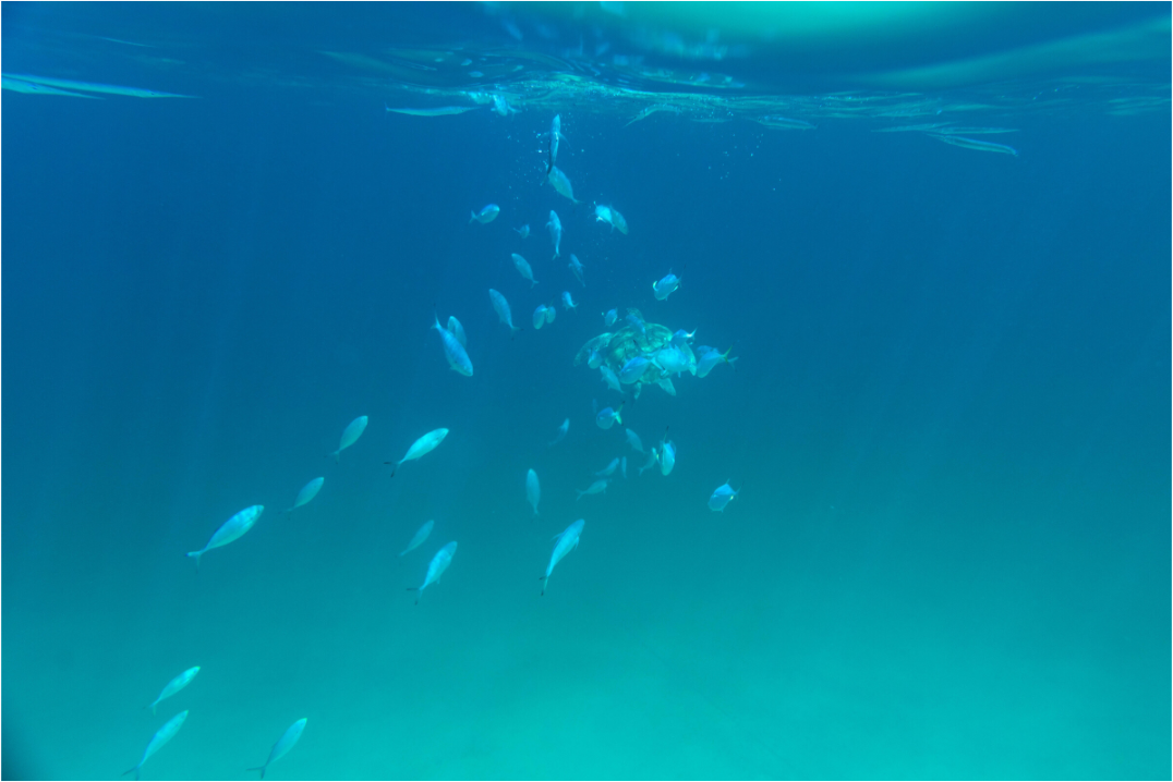 Main image Peces 1