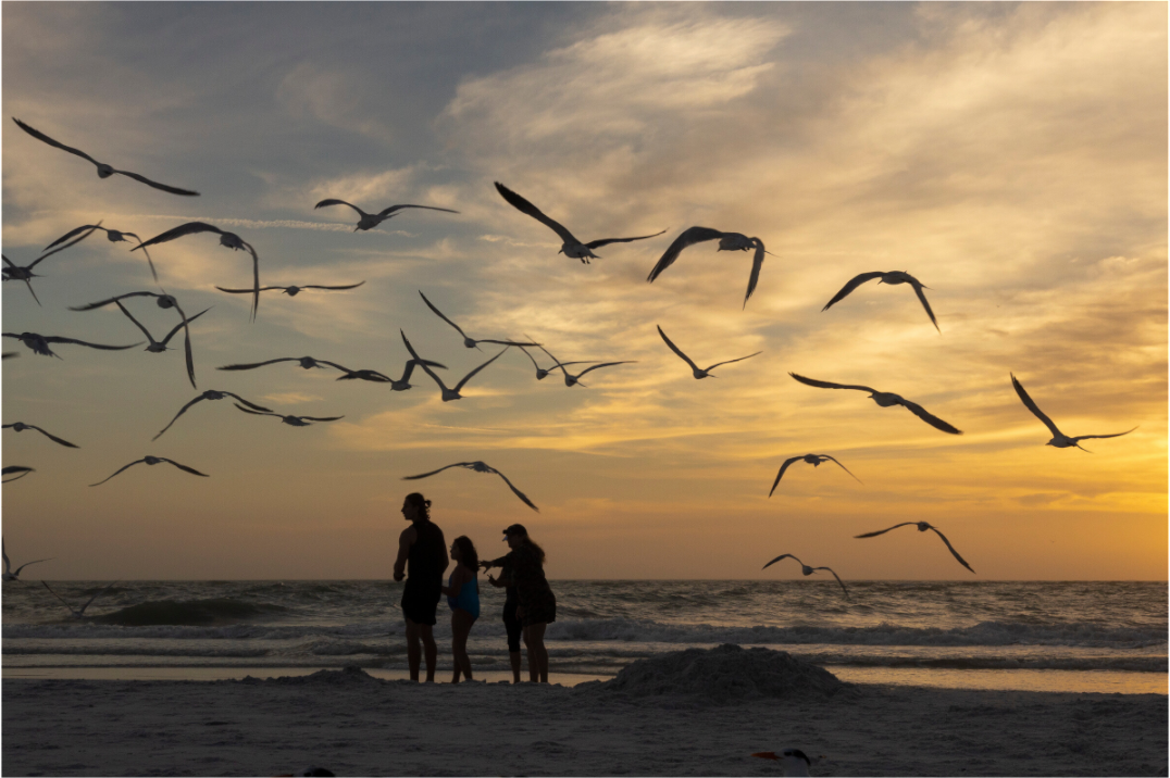 Main image Pájaros y personas en la playa