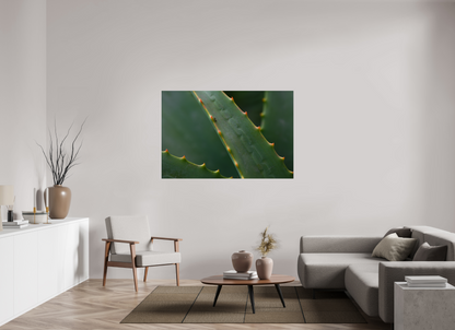 60 x 40″, Fotos Male Aloe Vera 1