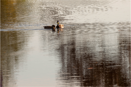 Main image Patos en el agua 2