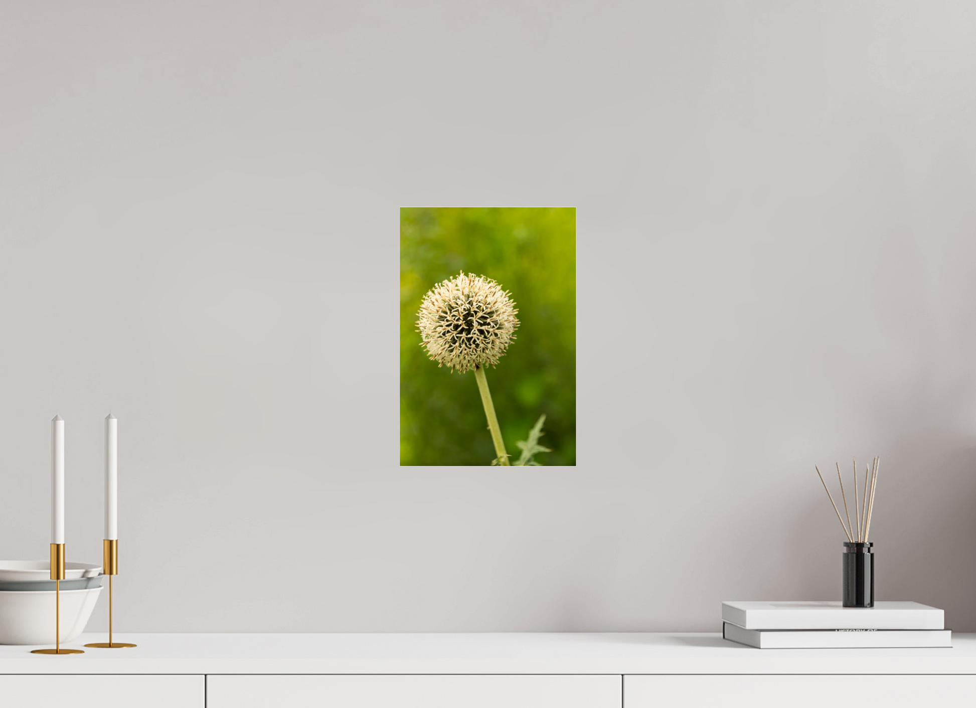 8 x 11.7″, Fotos Male Ajo ornamental