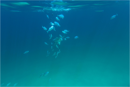 Main image Peces 2