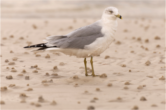Main image Pájaro en la playa