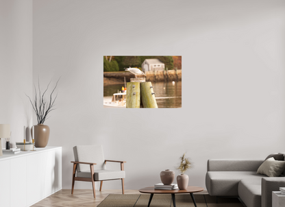 45 x 30″, Fotos Male Pájaro