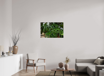 36 x 24″, Fotos Male Aloe Vera 5