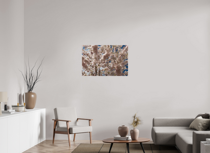 36 x 24″, Fotos Male Cerezo en flor