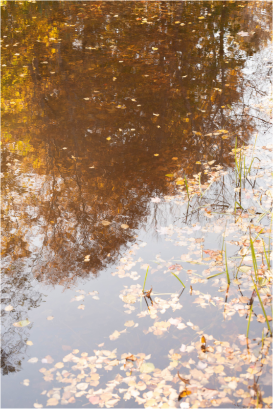 Main image Reflejo arboles 5