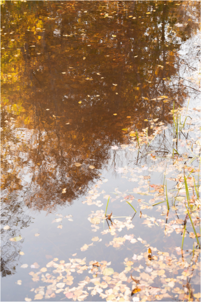 Main image Reflejo arboles 5