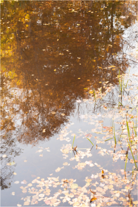 Main image Reflejo arboles 5