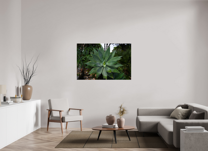 54 x 36″, Fotos Male Aloe Americano