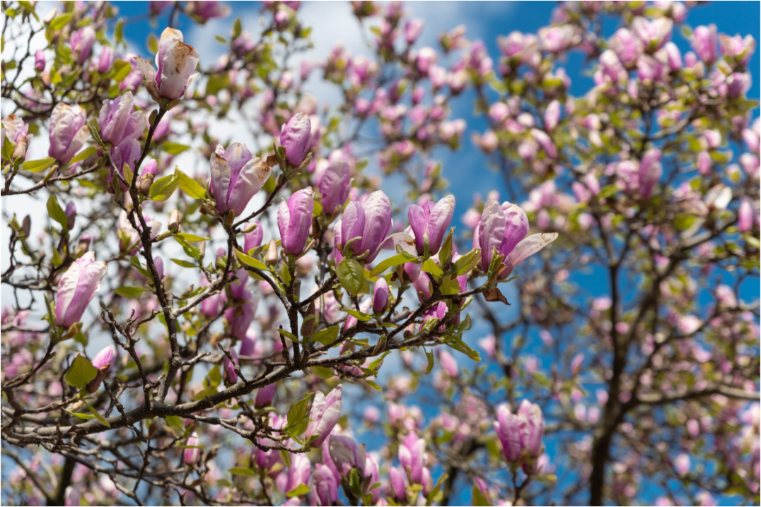 Main image Magnolia 3