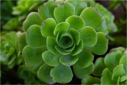 Main image Suculenta 2
