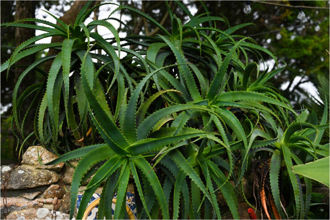 Main image Aloe Vera 5
