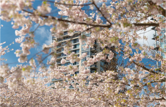 Main image Cerezo en flor