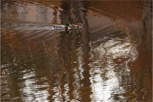 Main image Patos en el agua