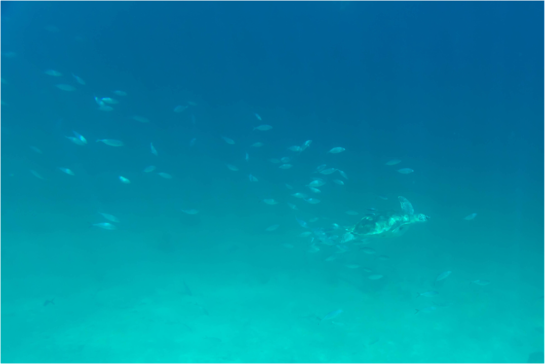 Main image Peces 3