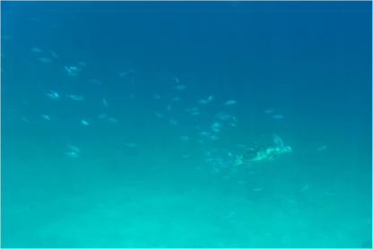 Main image Peces 3