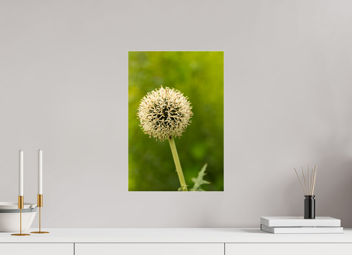 12 x 17.6″, Fotos Male Ajo ornamental