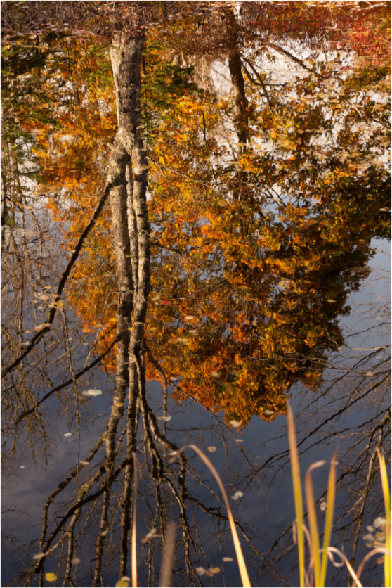 Main image Reflejo arboles