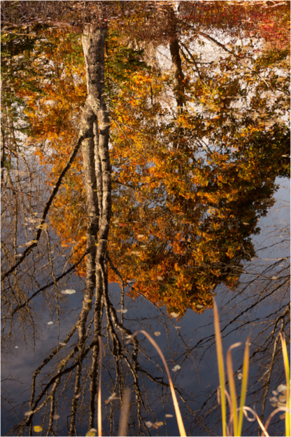 Main image Reflejo arboles