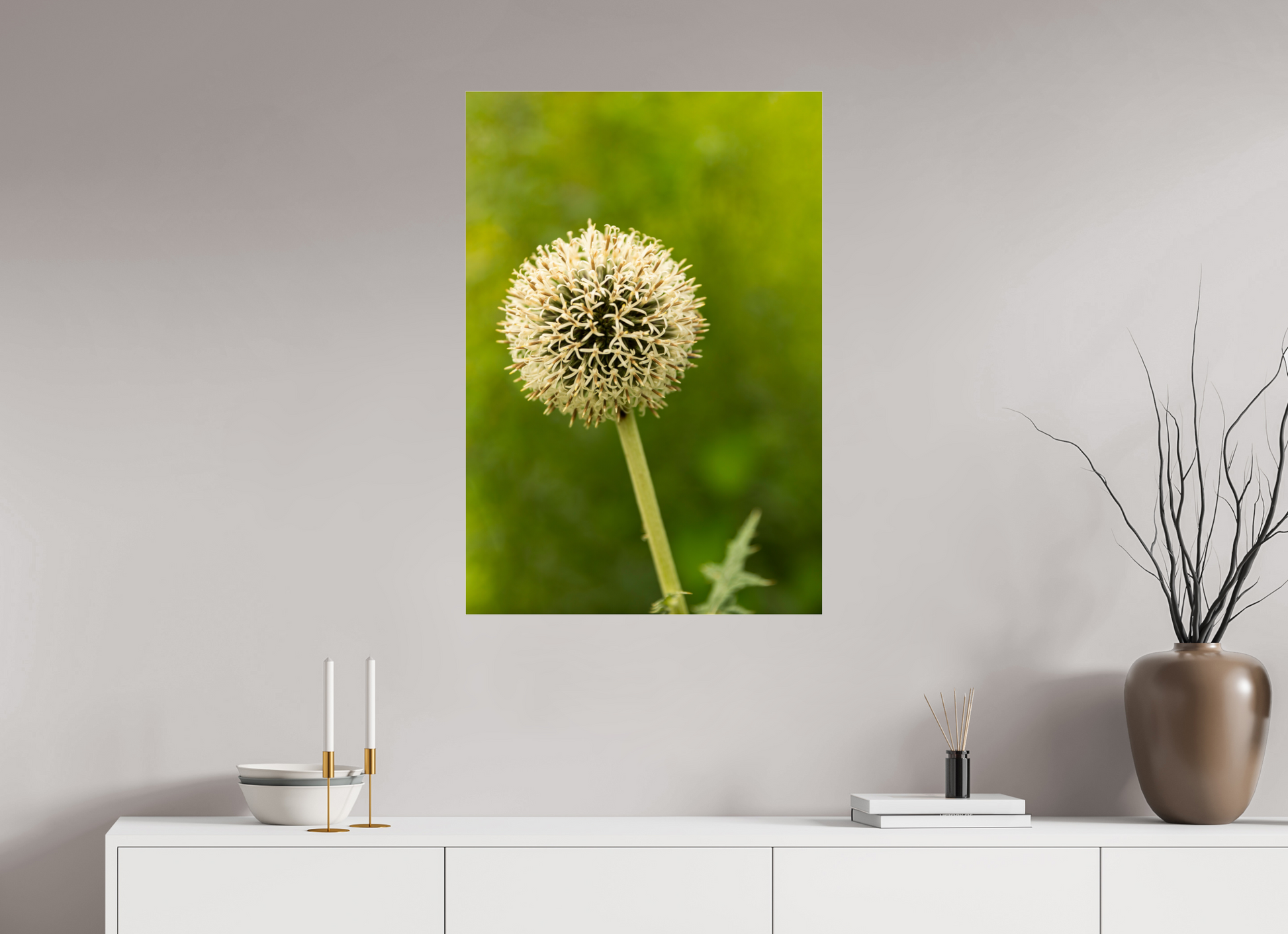 24 x 35.2″, Fotos Male Ajo ornamental