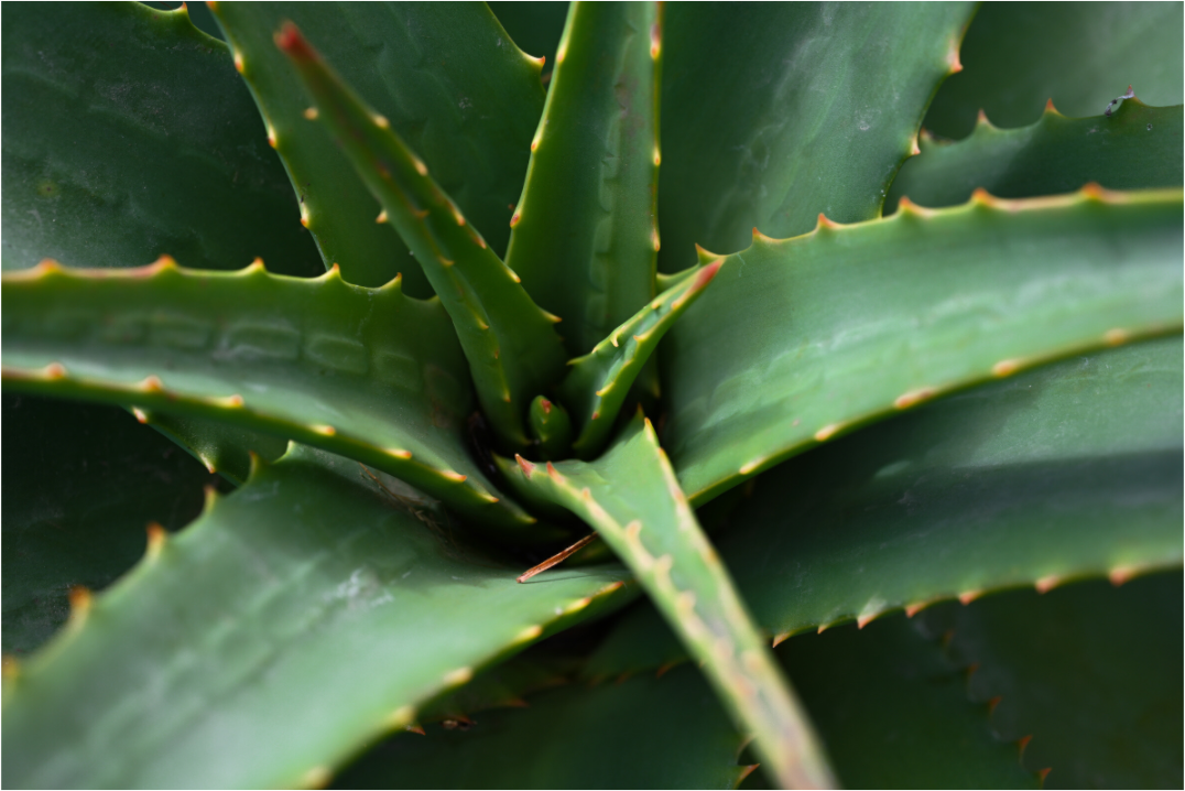 Main image Aloe Vera 4