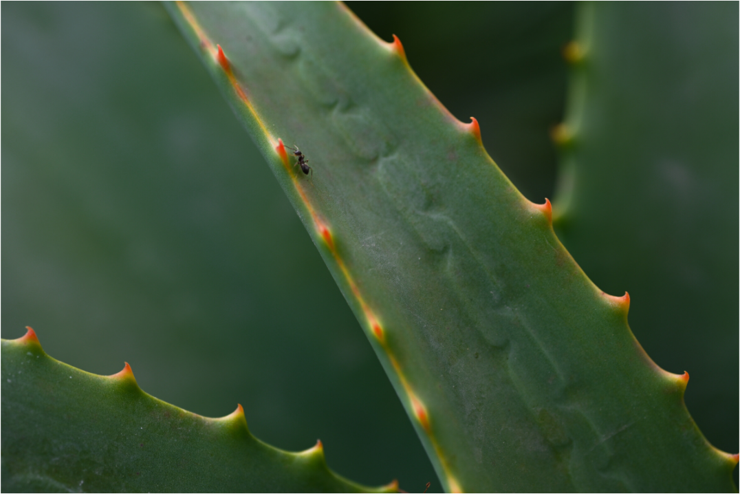 Main image Aloe Vera 1