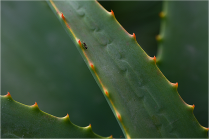 Main image Aloe Vera 1