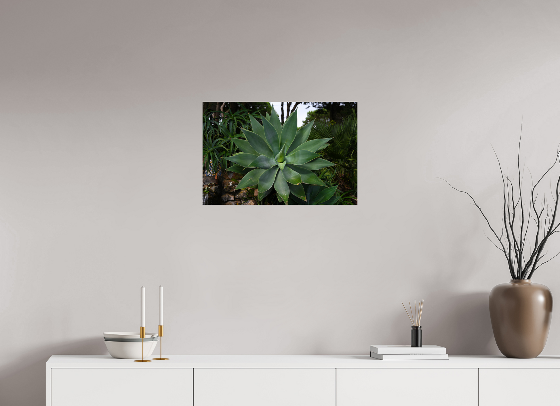 24 x 16″, Fotos Male Aloe Americano