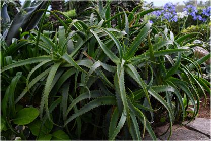 Main image Aloe Vera 5